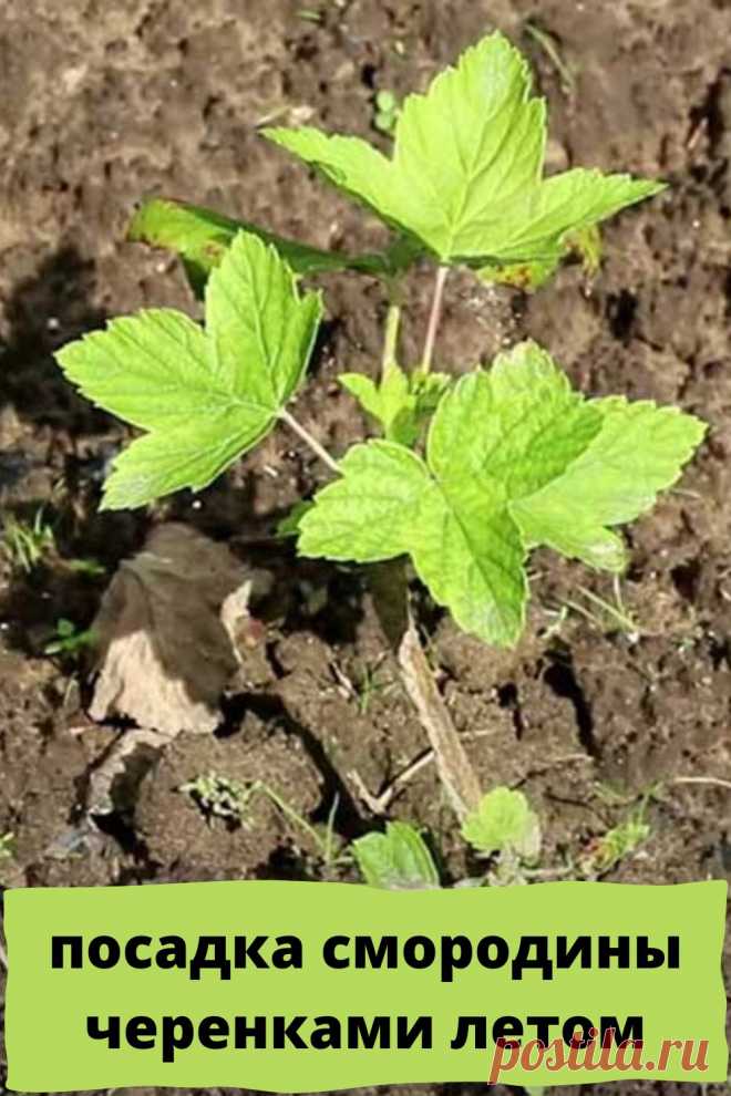посадка смородины черенками летом
