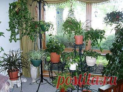 Почему и от чего страдают комнатные растения? / Домоседы