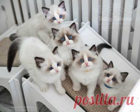 Три кота и много других веселых котят!