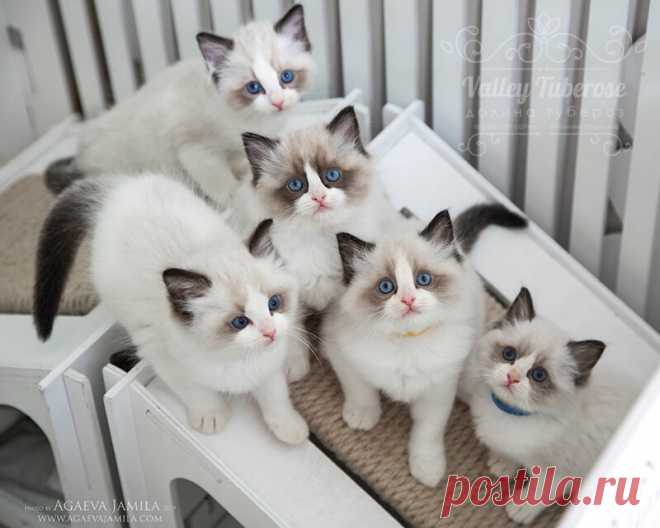 Три кота и много других веселых котят!