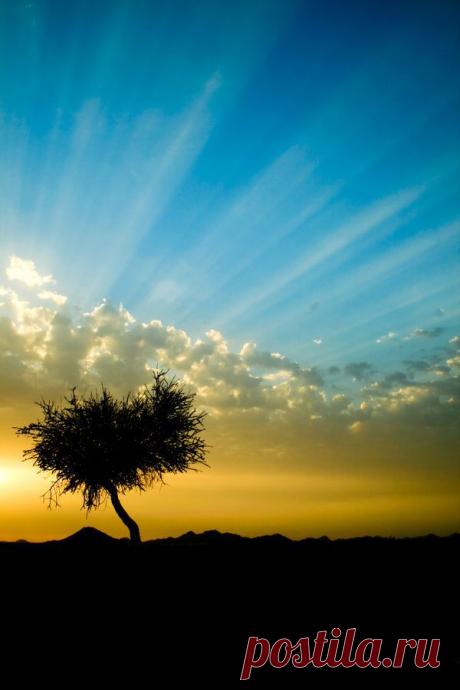 Misaki S  Tree &amp; Path