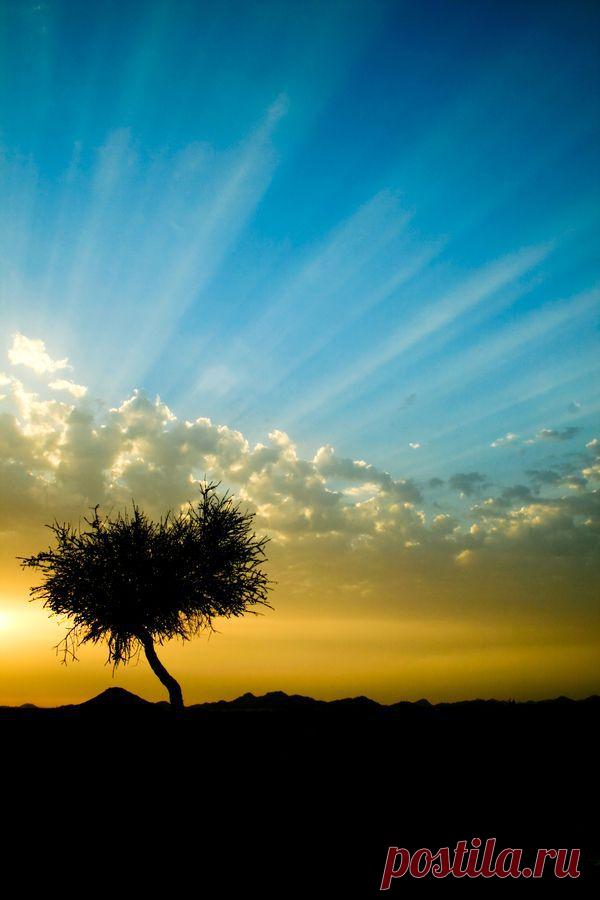 Misaki S  Tree & Path