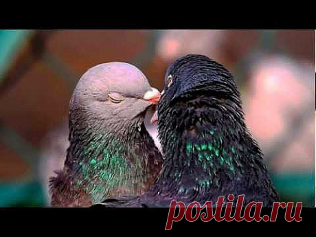 О птицах с любовью ....