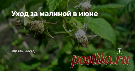 Уход за малиной в июне Июньская прищипка, формировка куста, предупреждение заболеваний и другие важные процедуры, чтобы вдоволь лакомиться малиной все лето.
Важность июньской прищипки малины
Сейчас, когда подросли молодые побеги малины, хорошо видно слабые и не развитые. Их нужно удалять. Для формирования куста достаточно оставлять 5-6 побегов 40-45 см. Чем гуще малина, тем выше риск заболеваний и атак вредителей.