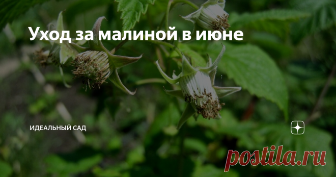 Уход за малиной в июне Июньская прищипка, формировка куста, предупреждение заболеваний и другие важные процедуры, чтобы вдоволь лакомиться малиной все лето.
Важность июньской прищипки малины
Сейчас, когда подросли молодые побеги малины, хорошо видно слабые и не развитые. Их нужно удалять. Для формирования куста достаточно оставлять 5-6 побегов 40-45 см. Чем гуще малина, тем выше риск заболеваний и атак вредителей.