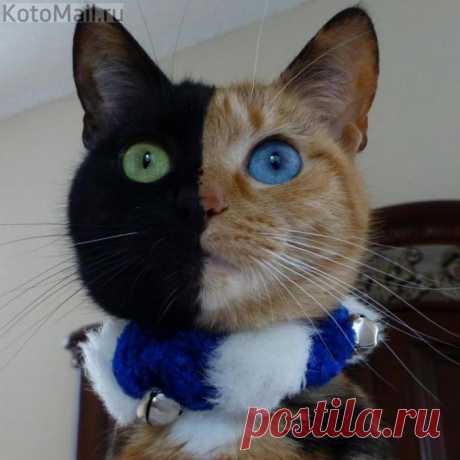 Я - чудо природы! В своём любимом шарфике...