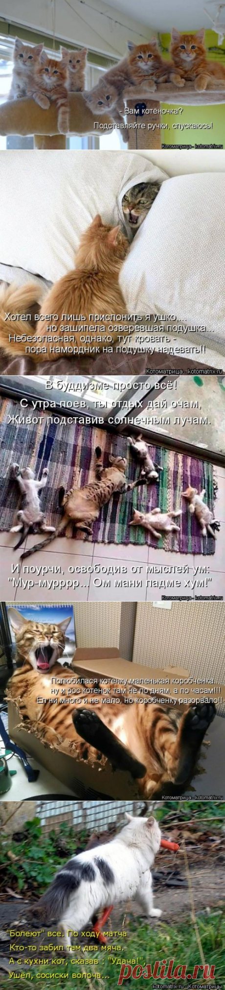 Прикольная котоматрица (20 фото)