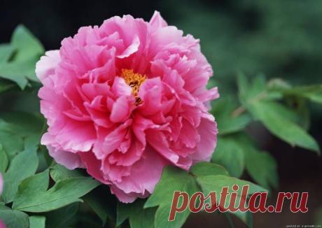 Весенний цветок фото - Весна картинки - Фото мир природы