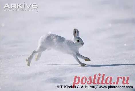arkive wildlife: 1 тыс изображений найдено в Яндекс Картинках