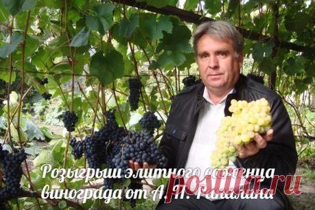 Северное виноградарство - для горячих сердцем экспериментаторов, любителей вина и холодных регионов. Мы уже практикуем, поэтому с радостью делимся информацией о бесплатном вебинаре, который пройдёт 21 марта в 19.00 по Москве.