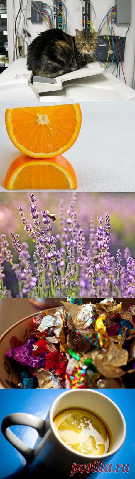 Самые полезные запахи / Все для женщины