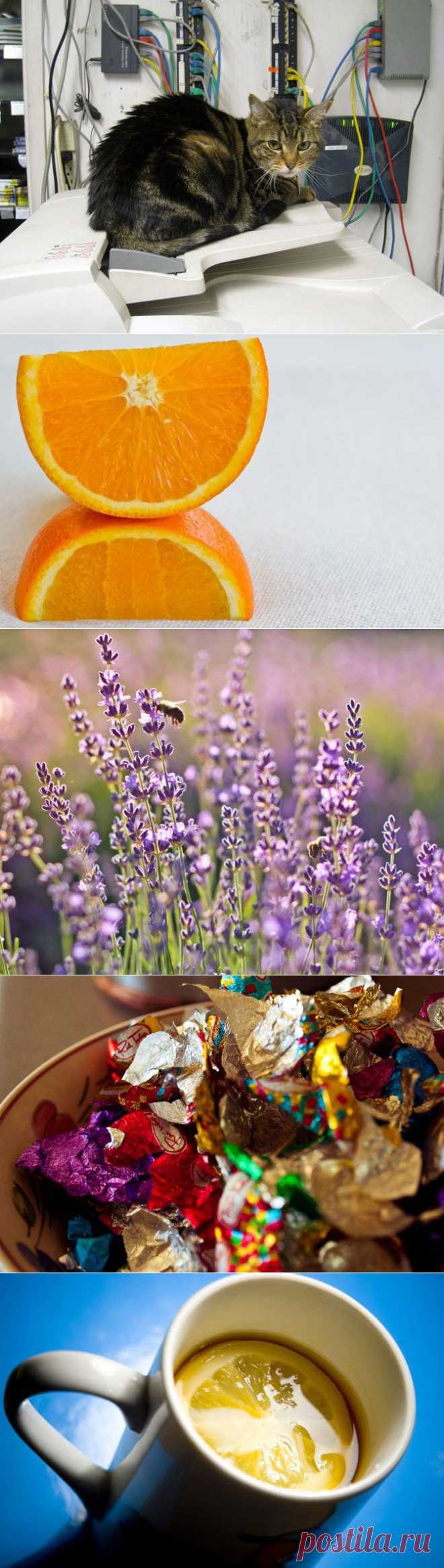 Самые полезные запахи / Все для женщины