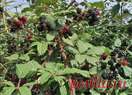 Уход за ежевикой: 6 советов

1. Если посадочные ямы были удобрены так, то при уходе за ежевикой в первые 2-3 года потребуется внесение только азотных удобрений весной, в момент распускания почек и осенью после окончания плодоношения. 

2. В первое лето, сразу после посадки, на молодых кустах ежевики начинают образовываться новые побеги, которые сразу необходимо формировать, чтобы в дальнейшем облегчить сбор ягод и уход за каждым из растений. 

3. Для удобства ухода за ежев...