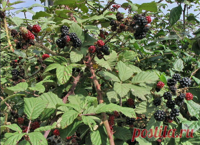 Уход за ежевикой: 6 советов

1. Если посадочные ямы были удобрены так, то при уходе за ежевикой в первые 2-3 года потребуется внесение только азотных удобрений весной, в момент распускания почек и осенью после окончания плодоношения. 

2. В первое лето, сразу после посадки, на молодых кустах ежевики начинают образовываться новые побеги, которые сразу необходимо формировать, чтобы в дальнейшем облегчить сбор ягод и уход за каждым из растений. 

3. Для удобства ухода за ежев...