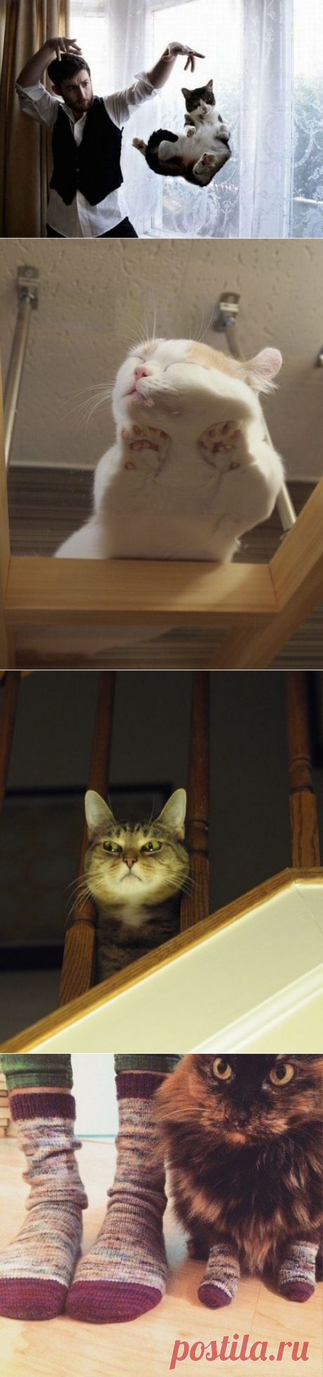 котики Поиск