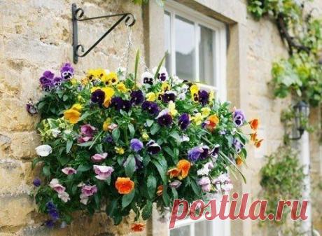 Однолетники в подвесных корзинах - особенности посадки. - Садоводка