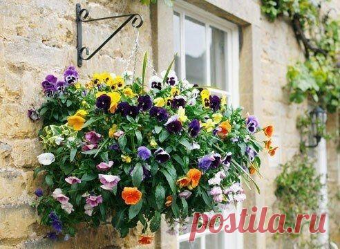 Однолетники в подвесных корзинах - особенности посадки. - Садоводка