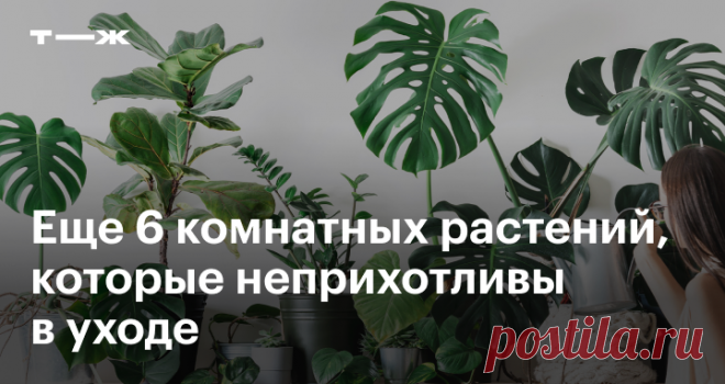 6 комнатных растений Которым не нужен особенный уход