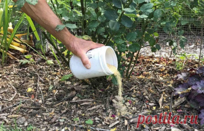 Cамые простые и эффективные удобрения для овощей. Урожай каждый год всем на зависть | Лариса Самойлова | Про дачу | Яндекс Дзен