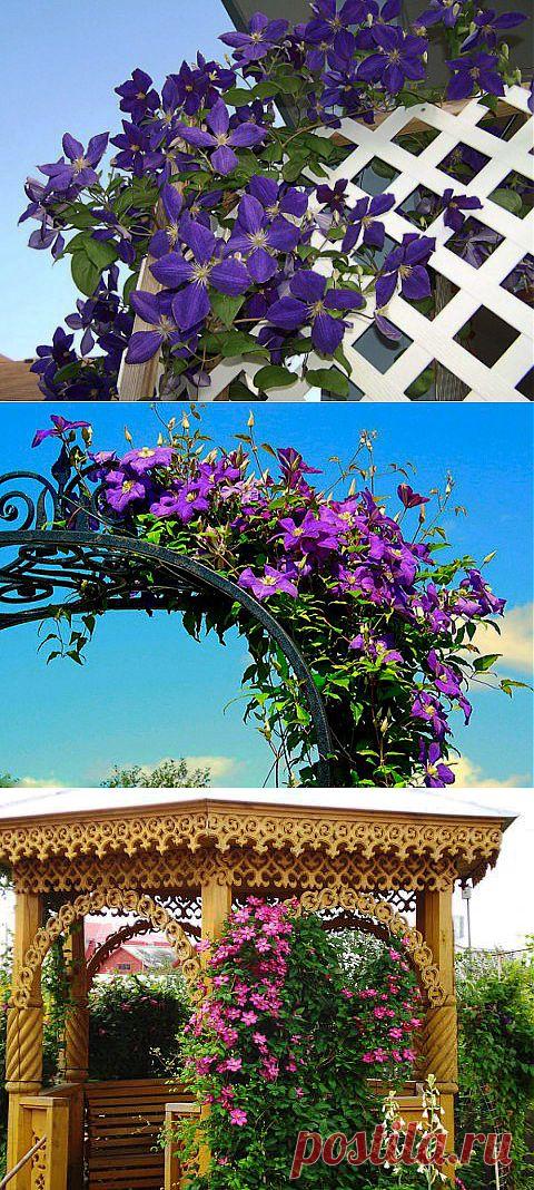 Посадка и уход за клематисом | Самоцветик