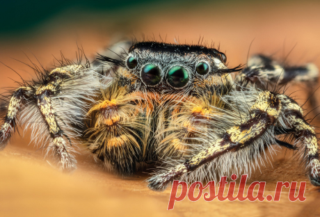 Male Phidippus comatus stack 3 handheld stack, burst mode