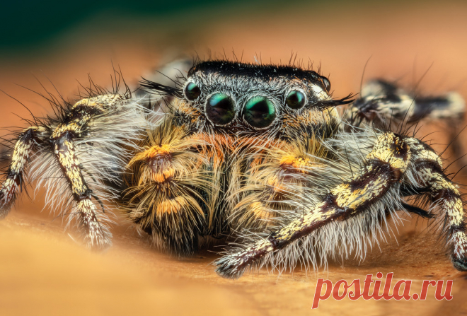 Male Phidippus comatus stack 3 handheld stack, burst mode