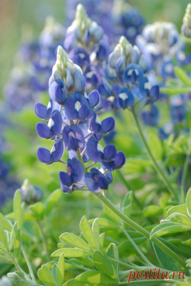 bluebonnet | Flickr - Photo Sharing!