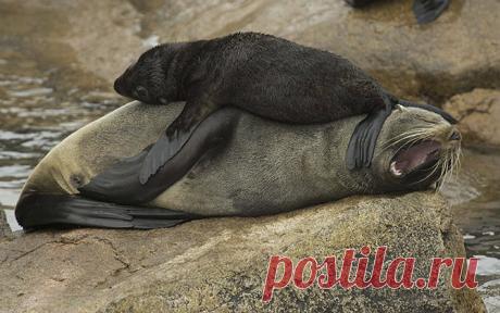 Животные удивляют