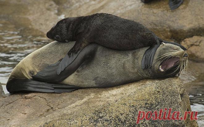 Животные удивляют