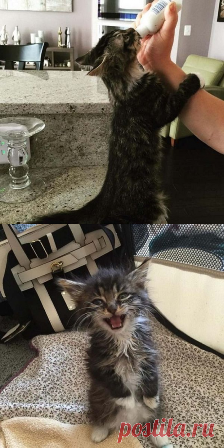 Кошечка, которая родилась без локтевых суставов - Будучи еще котенком Ру оказалась в приюте для животных, где познакомилась со своей будущей хозяйкой Марни Русс. Женщина специализировалась на уходе за животными с особыми потребностями и взяла Ру к себе домой. Котенок родился без локтевых суставов передних конечностей, но очень быстро научился передвигаться лишь с помощью задних лап.