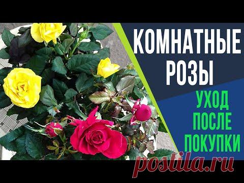 Комнатные розы уход в домашних условиях Горшечные розы уход за ними  Роза Кордана