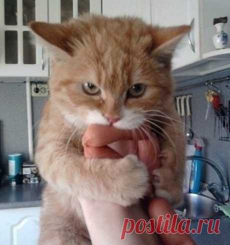 Emotional cats - Beauty will save