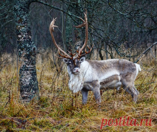 Северный олень. Тромсё, Норвегия. Автор фото: Антон Кувшинов.