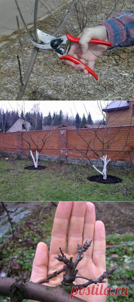 Обрезка сливы и формирование кроны