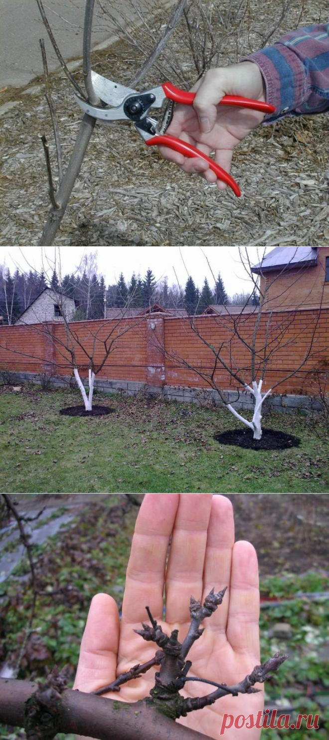 Обрезка сливы и формирование кроны
