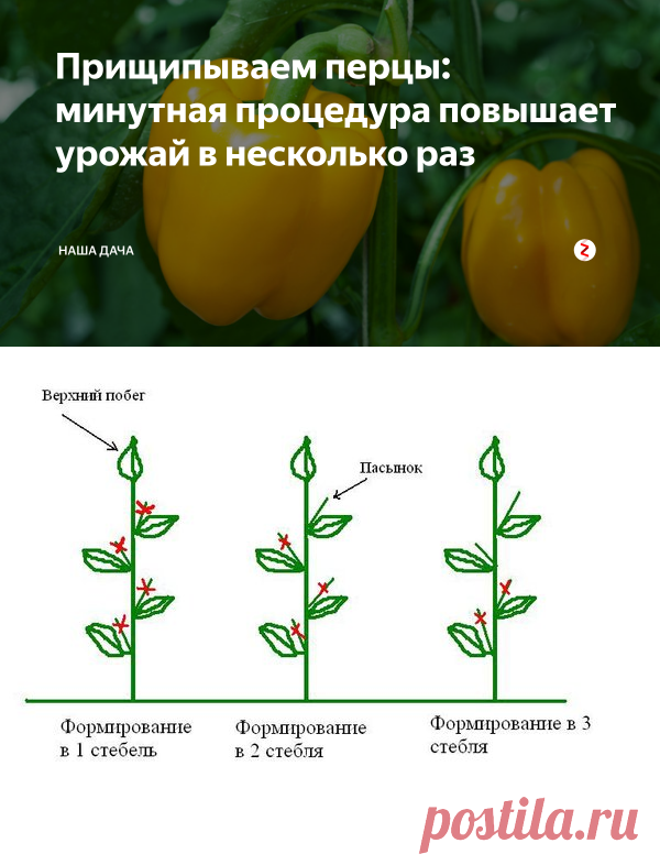 Прищипываем перцы: минутная процедура повышает урожай в несколько раз | Наша Дача | Яндекс Дзен