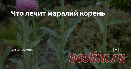 Что лечит маралий корень Что такое левзея (маралий корень)
Это многолетнее травянистое растение семейства Астровые. Левзея сафлоровидная имеет другие названия:
Маралий корень;
Маралова трава;