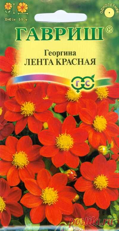 Георгина "Лента красная"
