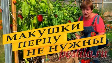 Перец спеет на глазах! | Просто Марина | Дзен