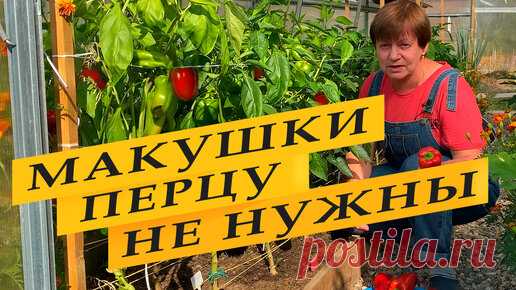 Перец спеет на глазах! | Просто Марина | Дзен