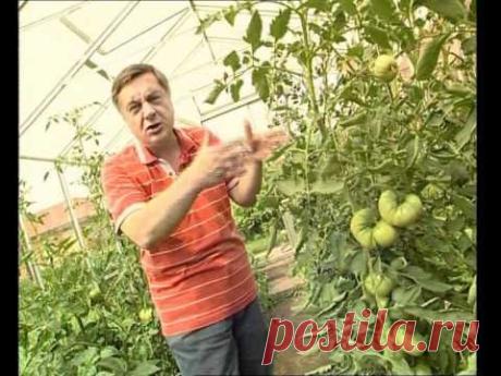 Профилактика фитофторы на помидорах народными средствами