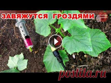 ОГУРЦЫ СРАЗУ ВЯЖУТСЯ ПУЧКАМИ ПОСЛЕ ЭТОЙ АПТЕЧНОЙ ПОДКОРМКИ И ЗЕЛЕНЦЫ НАРАСТАЮТ ДО ОКТЯБРЯ ПОДКОРМКА ОГУРЦОВ ВО ВРЕМЯ ПЛОДОНОШЕНИЯ ЯНТАРНОЙ КИСЛОТОЙ. ОГУРЦЫ СРАЗУ ВЯЖУТСЯ ПУЧКАМИ ПОСЛЕ ЭТОЙ АПТЕЧНОЙ ПОДКОРМКИ И ЗЕЛЕНЦЫ НАРАСТАЮТ ДО ОКТЯБРЯ -...
