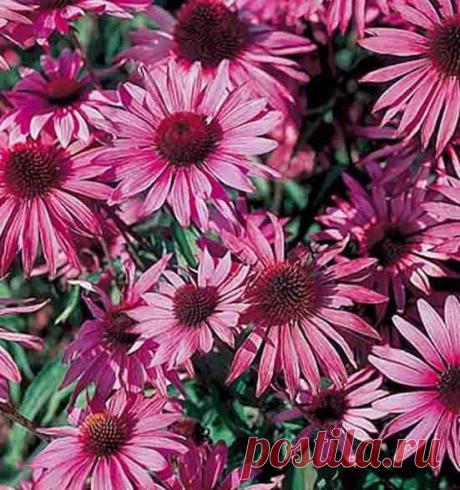 Эхинацея для иммунитета. Лечебные свойства, инструкция по применению, настойка эхинацеи пурпурной