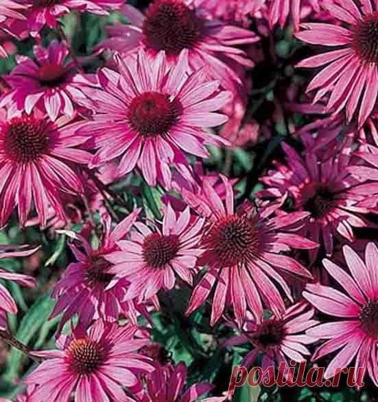 Эхинацея для иммунитета. Лечебные свойства, инструкция по применению, настойка эхинацеи пурпурной