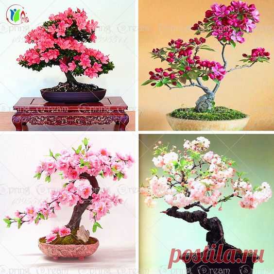0pcs/lot japanese sakura seeds ,bonsai flower Cherry Blossoms free shipping ornamental-plant #>=#>=#>=#>=#> Click on the pin to check out discount price, color, size, shipping, etc. / Источник:
  alipromo.com  |  Pinterest