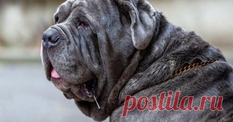 Какие породы собак чаще проявляют агрессию к людям Эксперт уверен: «Агрессия — это не характеристика породы, а упущение в воспитании».