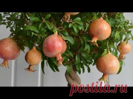 Чудо из косточки! Комнатные растения из косточки в домашних условиях.