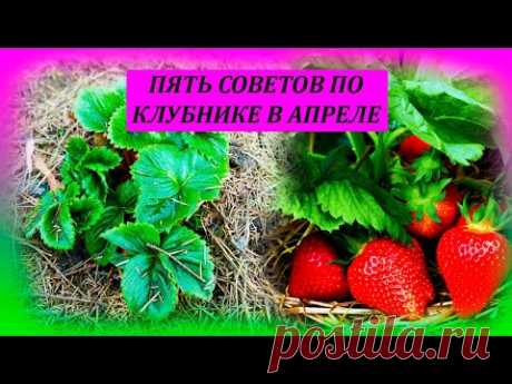 ПЯТЬ советов по КЛУБНИКЕ в апреле, для большого урожая ягод летом. Клубника ранней весной.