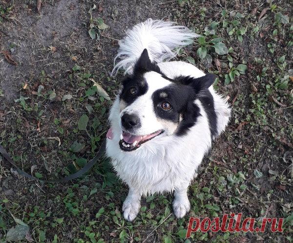 Мытье мое… | Дневник собачницы | Яндекс Дзен