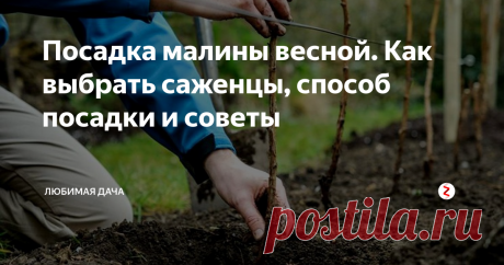 Посадка малины весной. Как выбрать саженцы, способ посадки и советы Самое лучшее время для посадки малины это весна. Я проверила это на личном опыте.
Саженцы были куплены на местном рынке. К выбору покупаемого товара я подошла с полной серьезностью, так как часто продают некачественные саженцы, уже умирающие с белым налетом на корнях а первые листочки уже поникли на стволе. Такие саженцы брать ни в коем случае нельзя, как бы не говорил продавец что они потом оживу